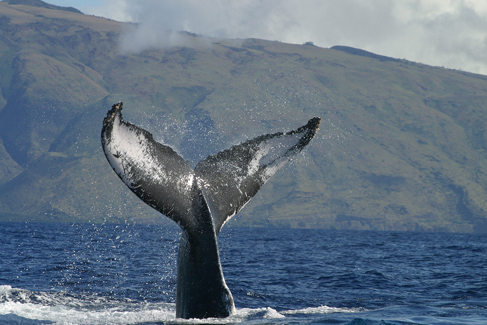 humpback whale in NOAA Hawaiian Islands NMS