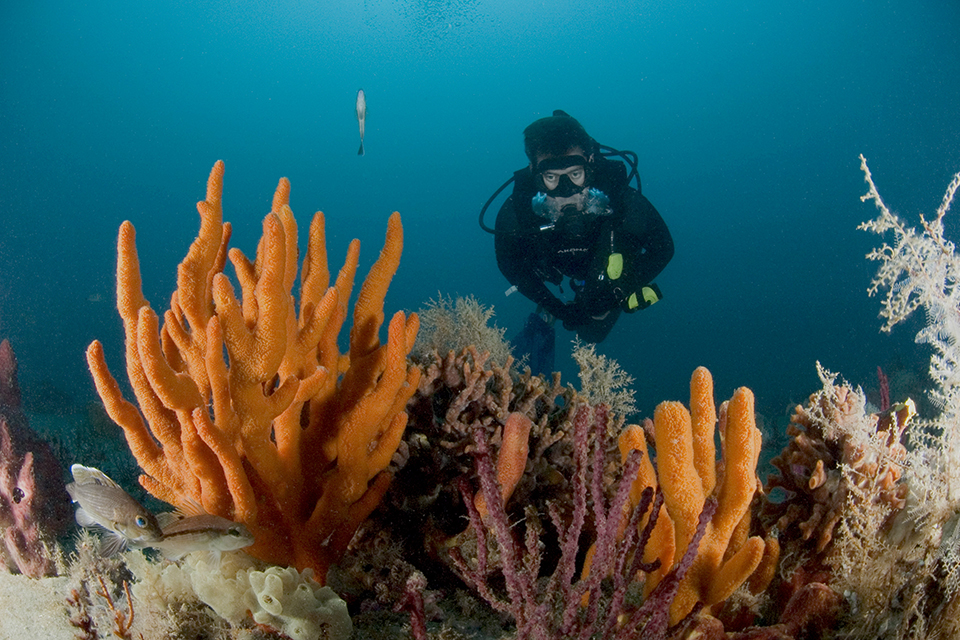 diver exploring a coral reef
