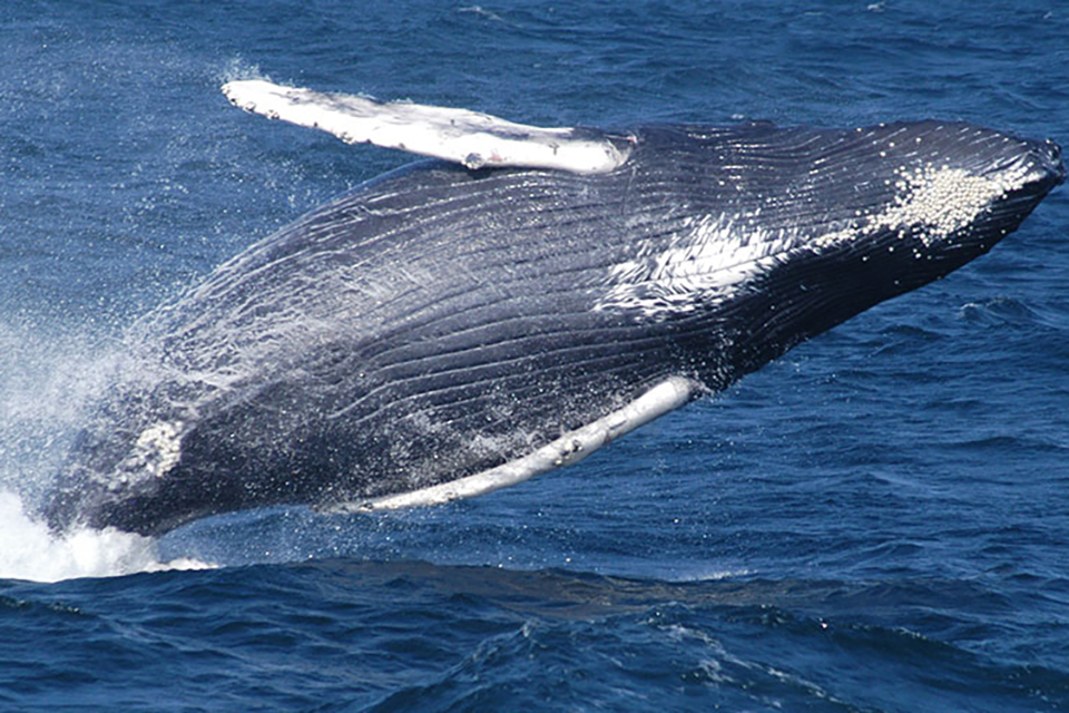 a humpback whale in Stellwagen Bank National Marine Sanctuary