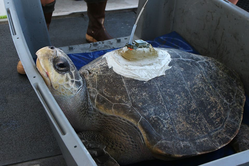 a sea turtle with a tracking device on its shell on a boat, before it is placed back in the ocean