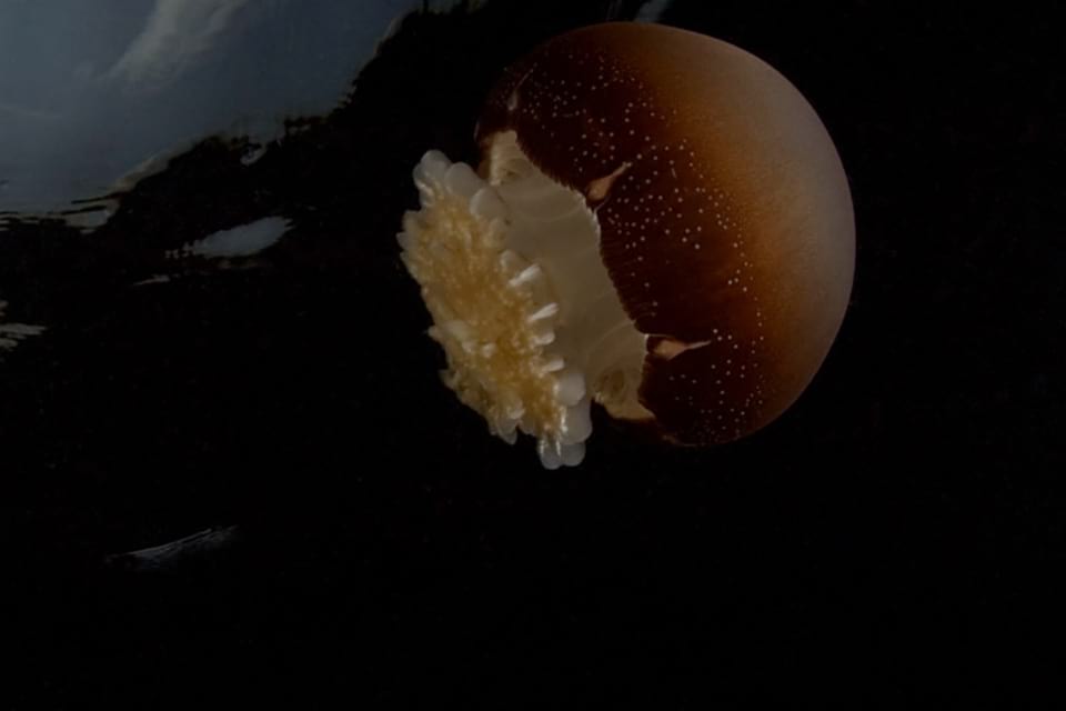 A jelly fish swims by