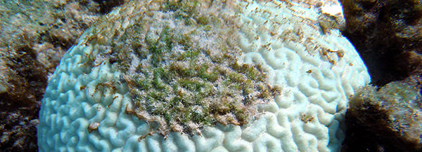 Bleached brain coral