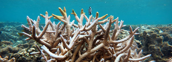 A partially bleached branching Acropora colony at Coconut Point, American Samoa. NOAA scientists warn that ocean conditions during February - May 2015 will mean widespread coral bleaching and significant mortality in American Samoa