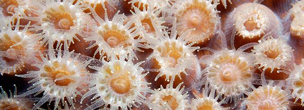 coral polyps with tentacles extended