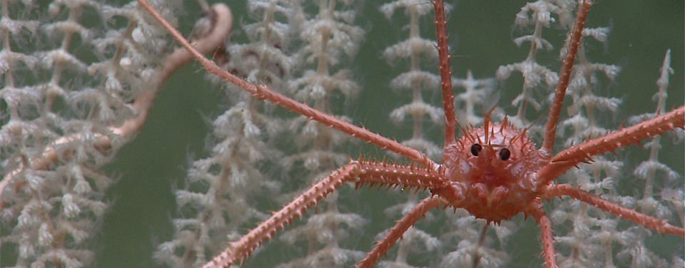 Squat lobster on deep coral.