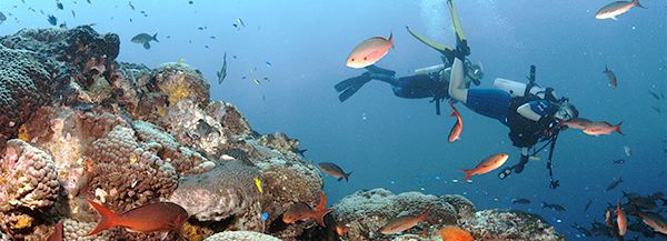 divers explore a coral reef in a national marine sanctuary