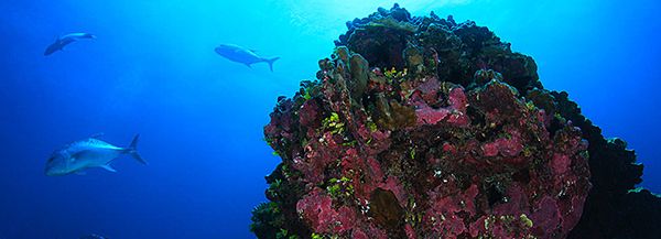 Coral and Ulua found in the Papahānaumokuākea Marine National Monument