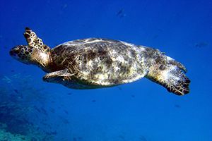 A sea turtle swimming off of the Hawaiian islands
