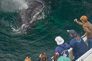 Channel Islands National Marine Sanctuary Naturalist Corps volunteers support a whale watching expedition