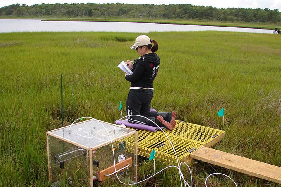A graduate student at the Waquoit Bay National Estuarine Research Reserve documents information gathered from a chamber set up to measure carbon dioxide and methane exchange within the marsh.