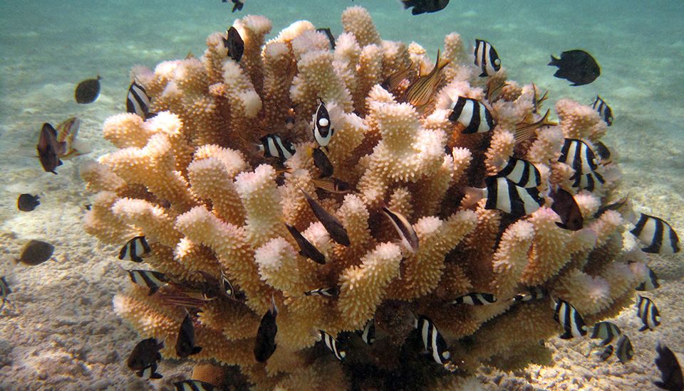 Several species of reef fish nestle in a cauliflower coral in American Samoa