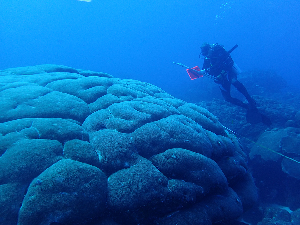 SShay Viehman finishes up a survey of corals in Flower Garden Banks National Marine Sanctuary (FGBNMS)