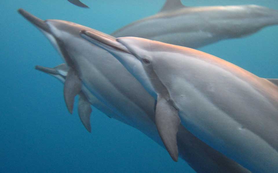Spinner dolphins in Hawaii Islands Humpback Whale National Marine Sanctuary.