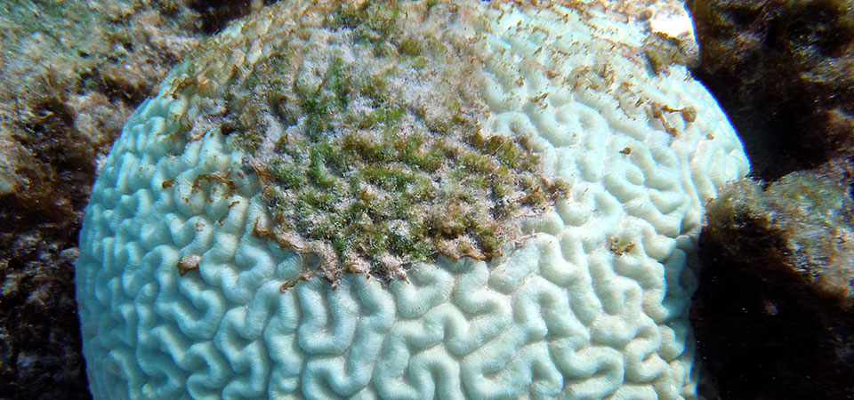 This image shows a bleached brain coral. When bleaching occurs, a microscopic algae that lives inside of corals either dies or is expelled by the coral. The algae is what gives corals their colors.