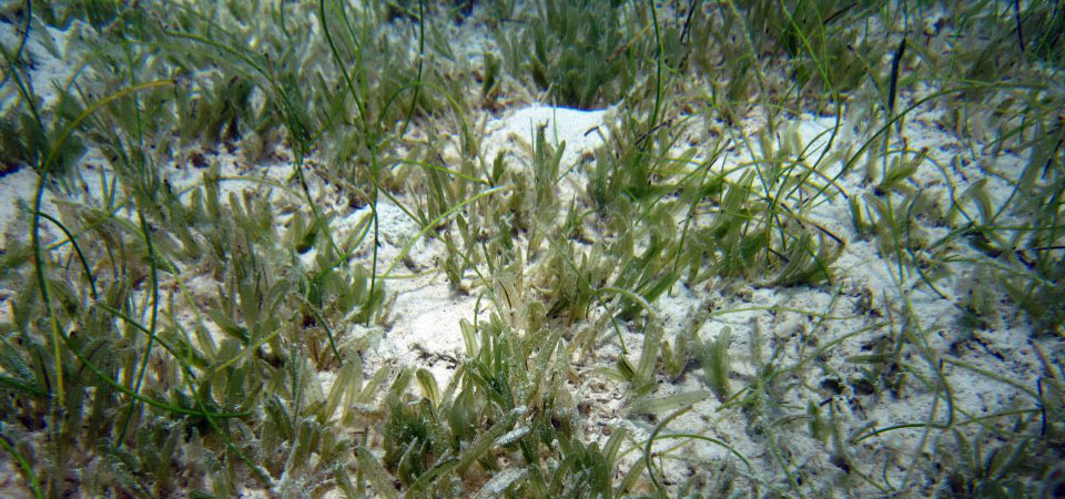 underwater image of invasive seagrass