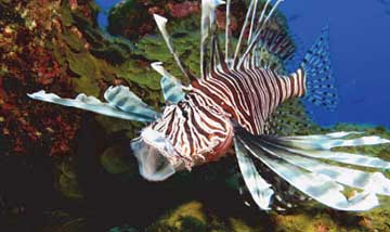 A lionfish