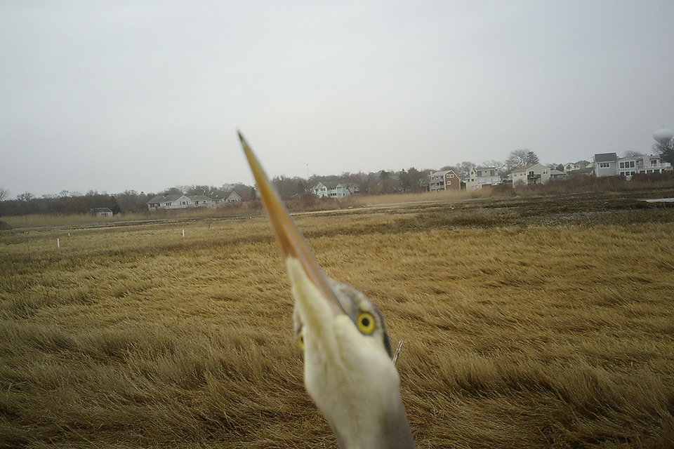 A heron poses for a selfie in Rhode Island’s Narragansett Bay Reserve.