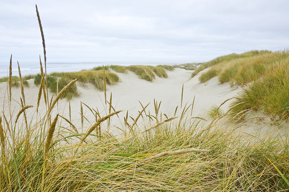 A beach with sand dunes and grasses