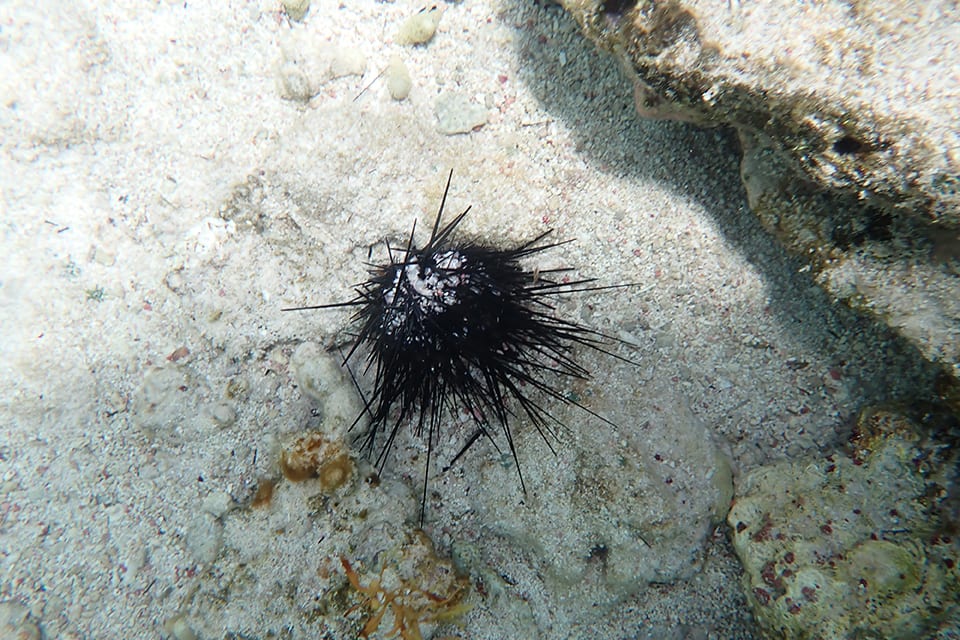 Long-spined sea urchin populations in the Caribbean are being affected by a disease.
