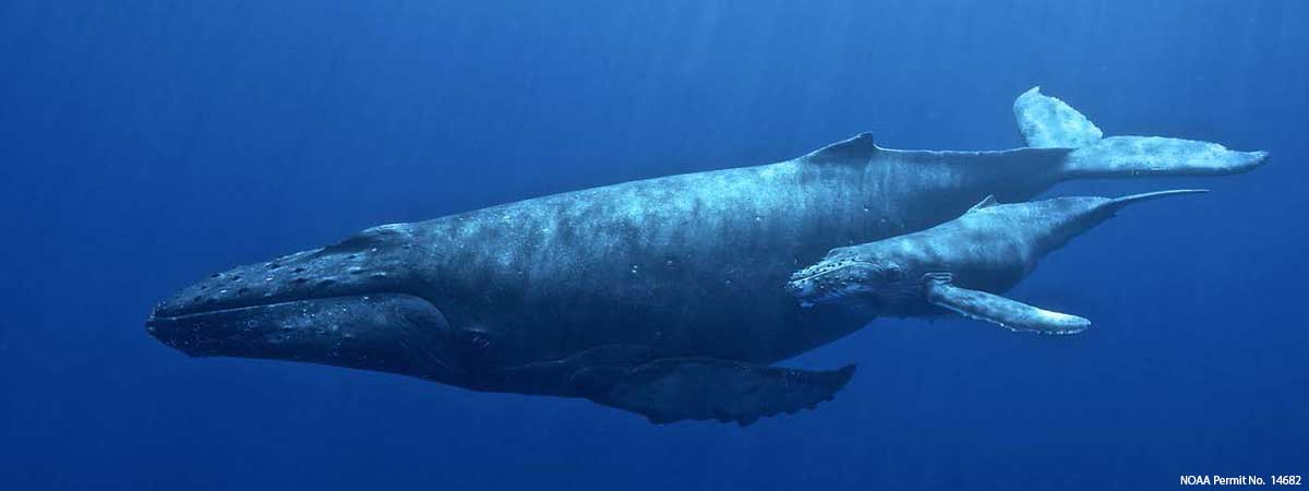 Mother and calf humpback whale pair swimming in Hawaiian waters