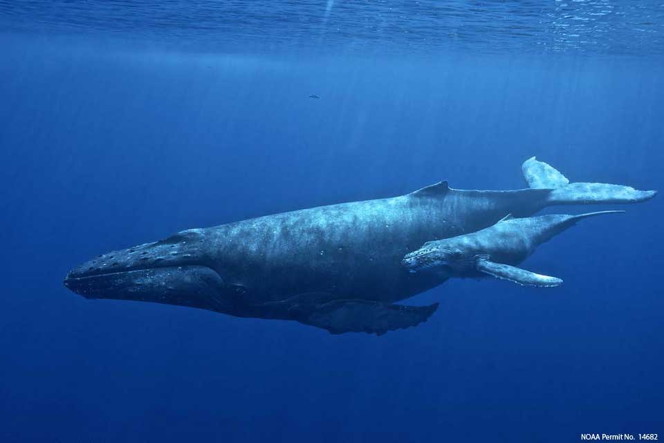 Mother and calf humpback whale pair swimming in Hawaiian waters. Hawaii is the only state in the U.S. where humpback whales go to breed, mate, and nurse their young.