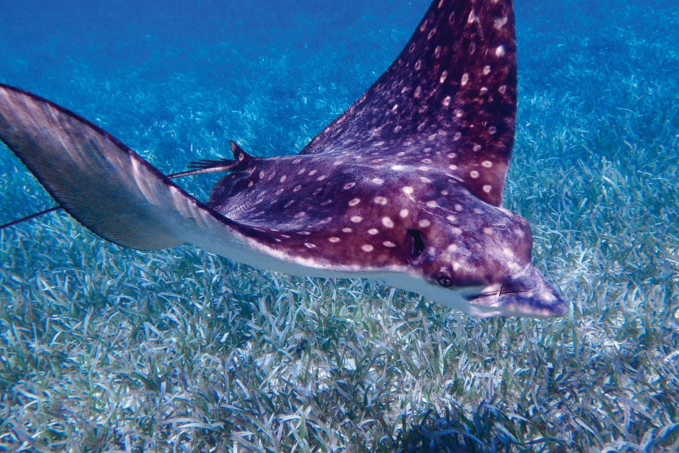 Seagrass meadows provide critical habitat, refuge, and feeding areas for many organisms. In this image, a spotted eagle ray cruises over turtle grass in the Meso American Reef in Belize.