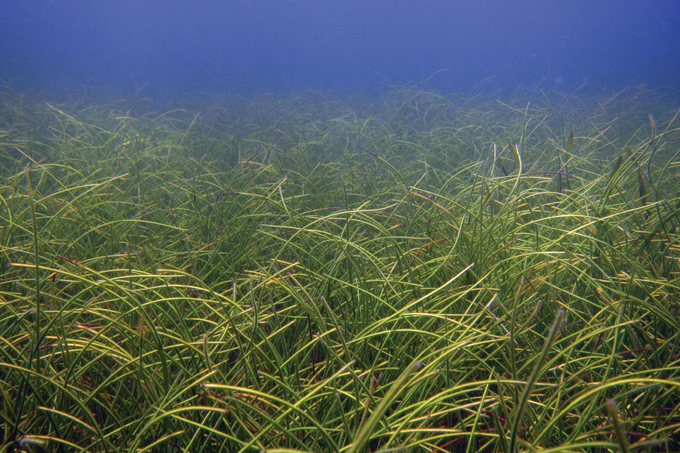 Seagrass meadows can grow large enough to be seen from space. Pictured here is a bed of manatee seagrass in the Florida Keys National Marine Sanctuary. 