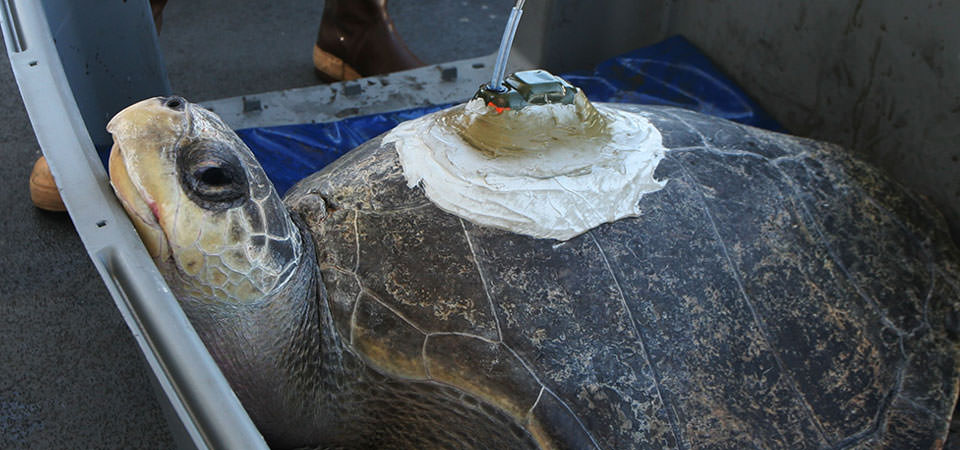 an olive ridley turtle with telemetry device