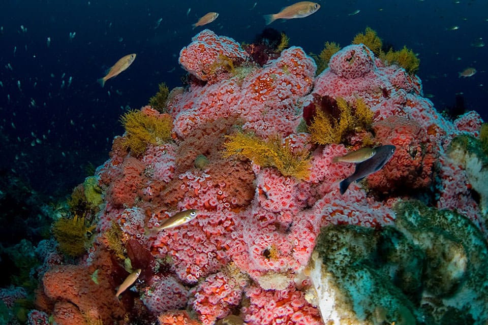 a colorful underwater coral