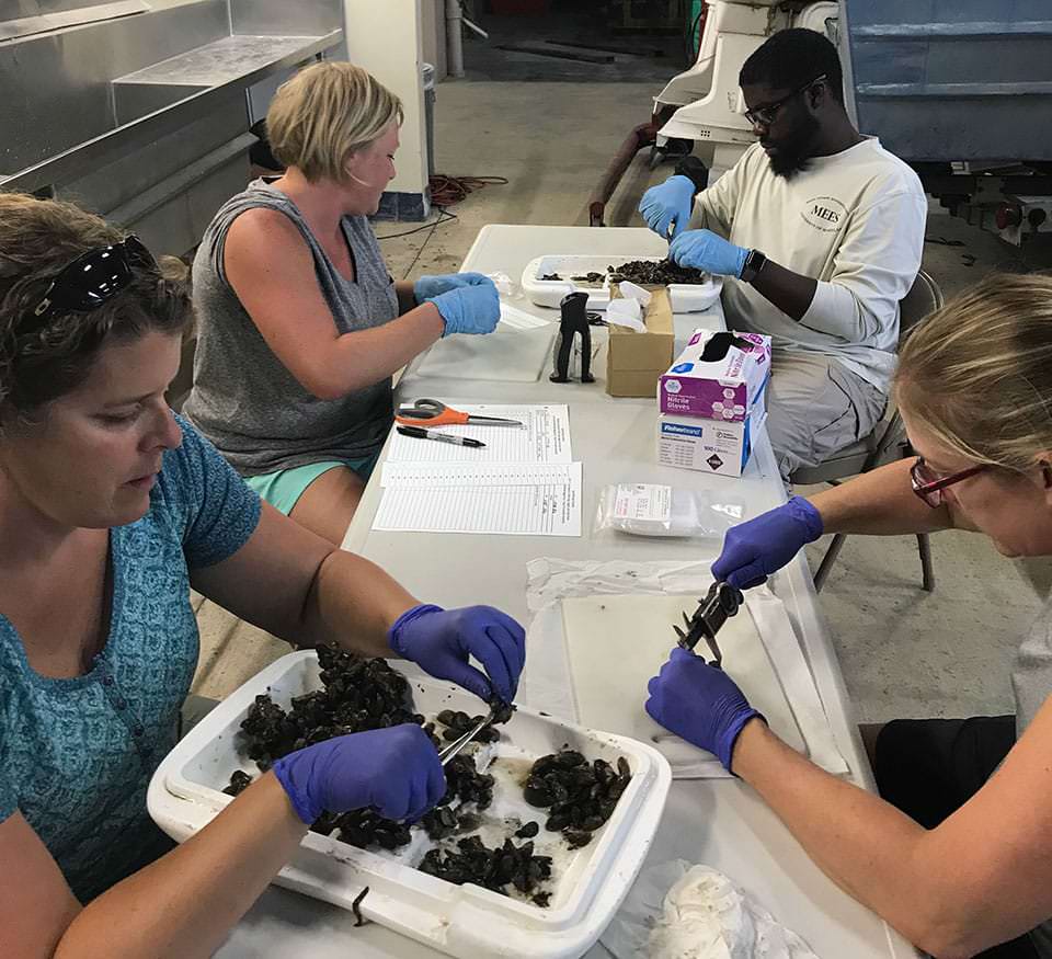 Left to Right: Shelly Tomlinson, NOAA research oceanographer; Katie Miller, NOAA marine scientist; Ammar Hanif, 2018 NOAA Knauss Fellow; and Amy Uhrin, NOAA Marine Debris Program chief scientist, process mussels from Lake Michigan at the University of Wisconsin-Milwaukee School of Freshwater Sciences.