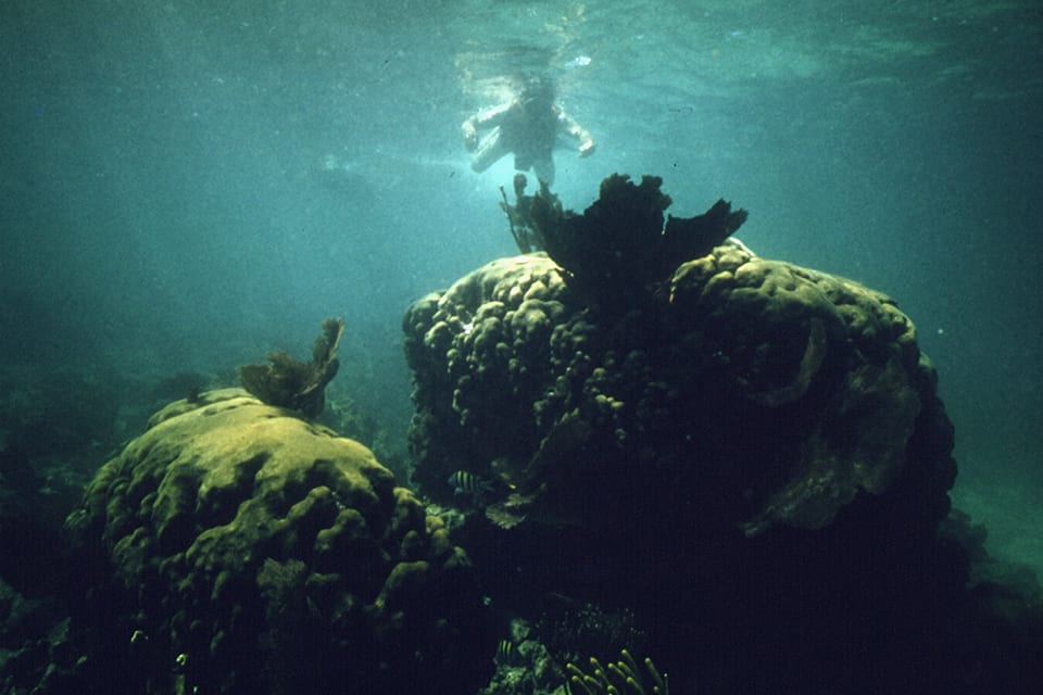 A snorkeler checks out a Florida Keys reef in the late 1970s