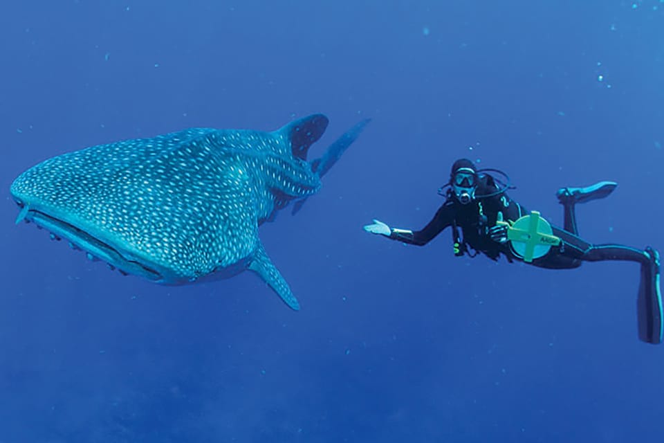A scuba diver next to a whale shark