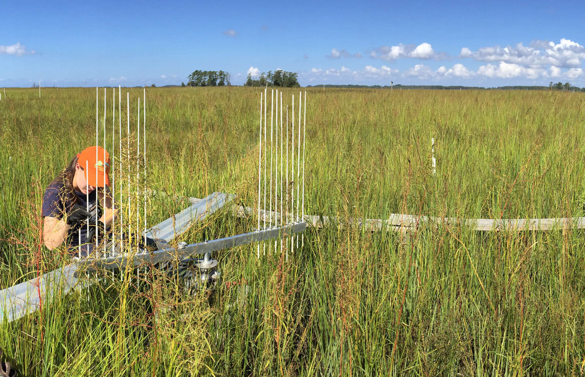 Scientists take surface elevation table measurements on Deal Island, Maryland.