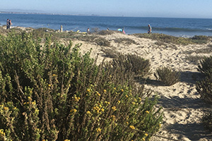 View of restored dunes at the Surfers’ Point Managed Shoreline Retreat Project. Photo credit: Paul Jenkin