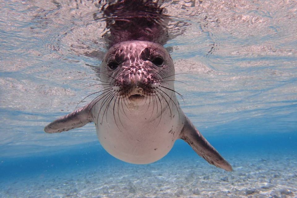 Photo of a monk seal looking directly into the camera