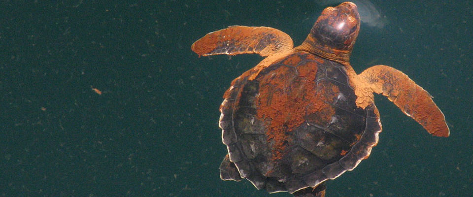 oiled sea turtle